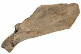 Fossil Triceratops Shoulder Blade (Scapula) - South Dakota #211083-4